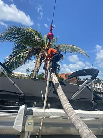 Punta Gorda Tree Service.