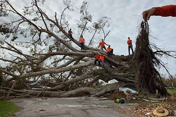 Tree trimming and pruning in Punta Gorda, FL.