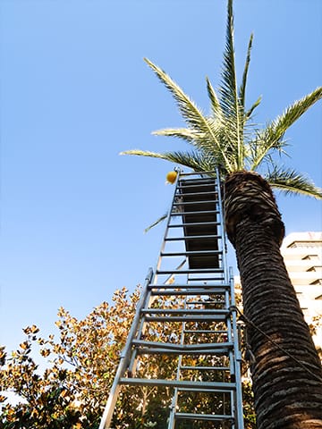 Miami Tree Service.