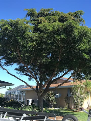 North Port Tree Service.