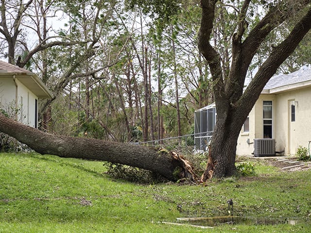 Tree Emergency.