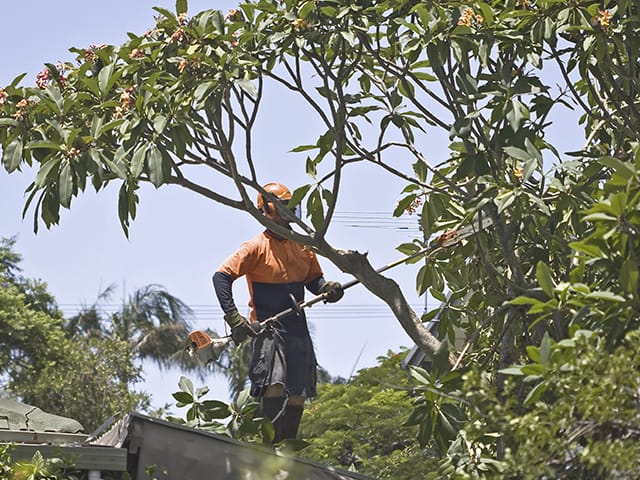 Tree Pruning.