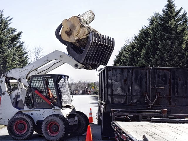 Tree Removal.