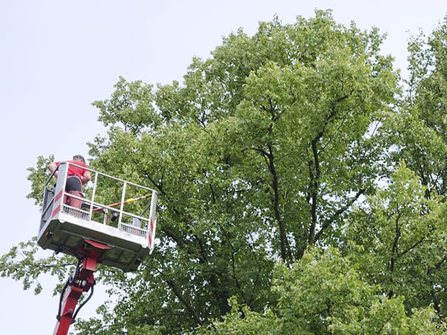 Tree Trimming.