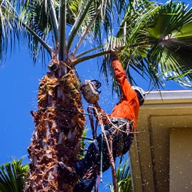 Tree Pruning.