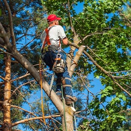 Tree Trimming.