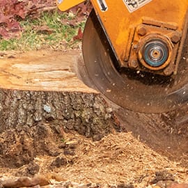 Stump Grinding & Removal.